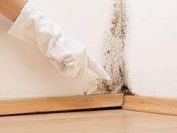 Best Black Mold Removal  in Hobe Sound, FL